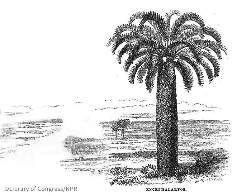 全球仅剩1株的伍德苏铁该怎么交配？科学家为它娶了位“新娘”