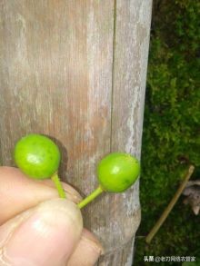 李子果实的黑点病图片,李子的红点病图片