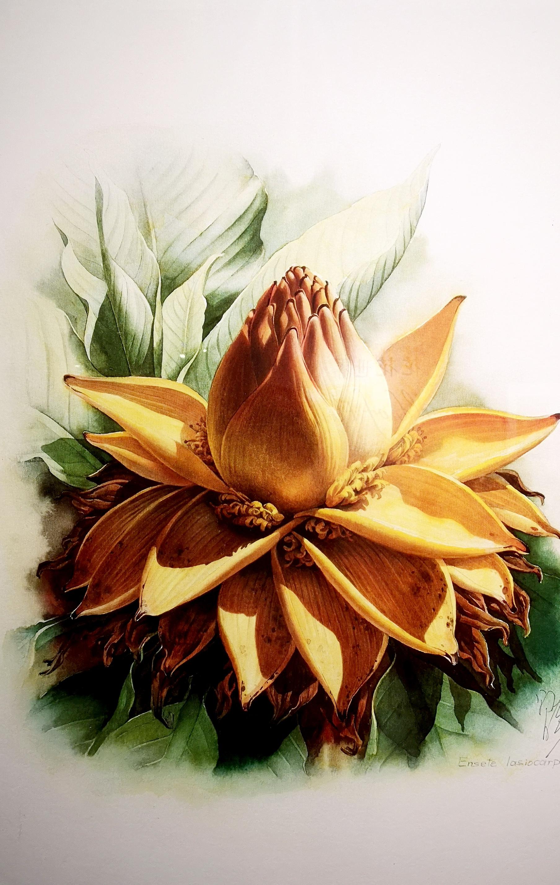 植物画家曾孝濂,画家曾孝濂作品欣赏