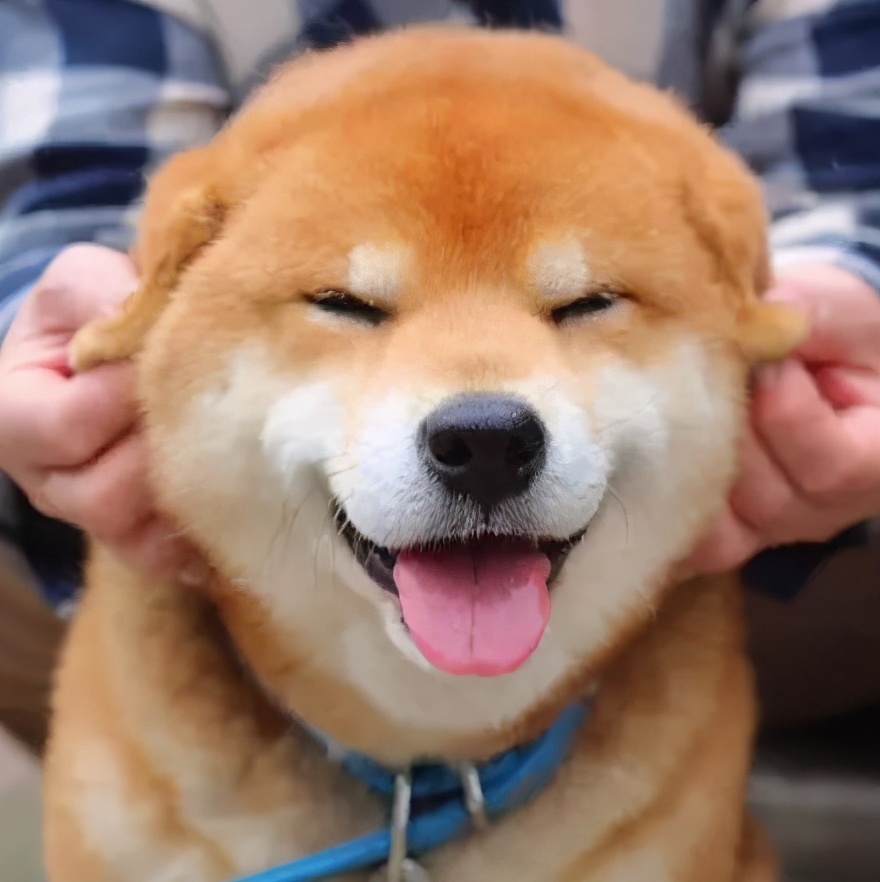 日本柴犬为啥在中国受欢迎,为什么那么多人买柴犬