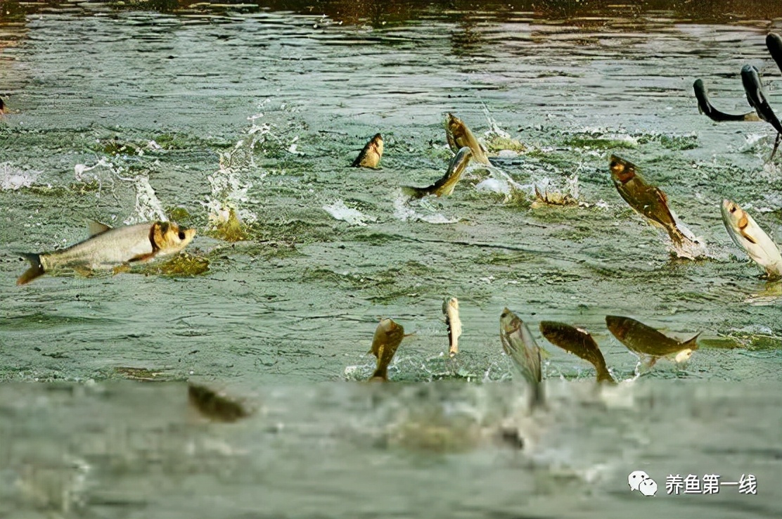 渔药标准解读系列,渔药标准