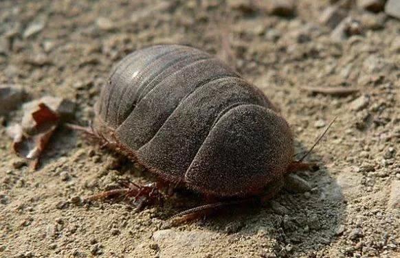 农村发现一只老龟,农村有药用价值500块一公斤的虫子