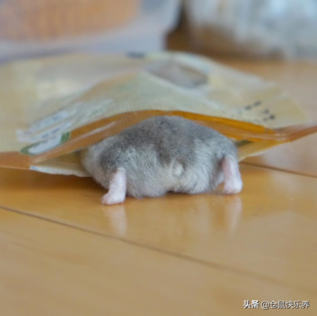 仓鼠趁主人不注意去野餐,仓鼠藏粮食被发现