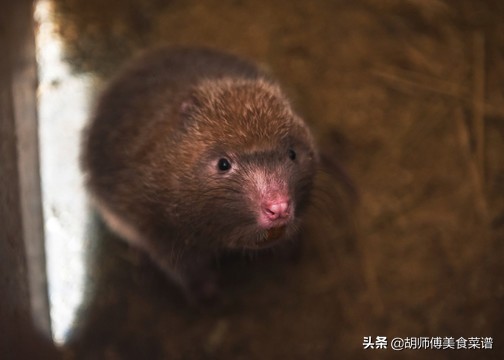 除了蝙蝠，这18种动物肉都是野生的，为了家人健康，一定要管住嘴