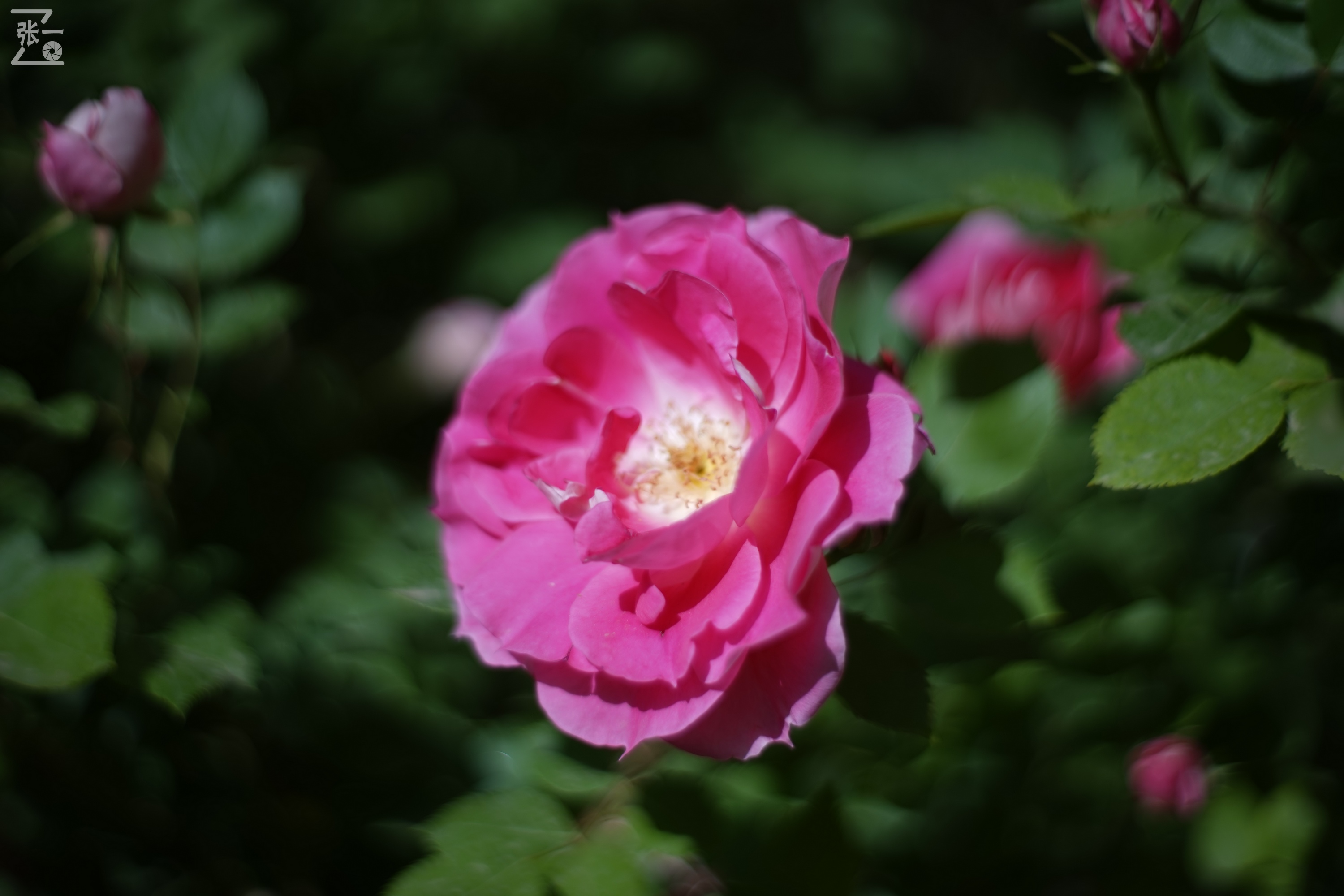 凤凰国产50mm镜头,凤凰索尼e口镜头