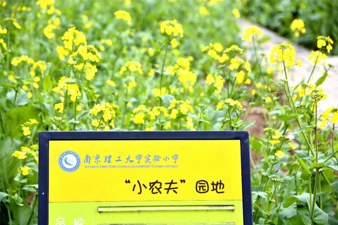 南京比较好的小学学校排名,南京名校小学最新排名