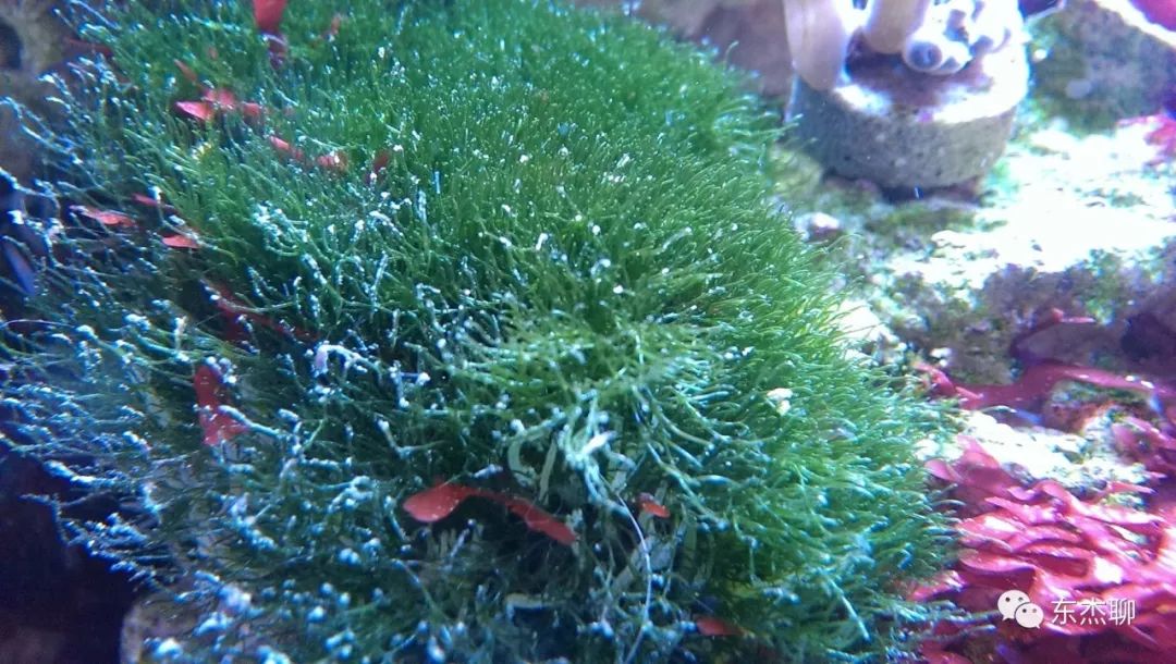 海缸里的绿藻褐藻如何打理,海缸爆藻后怎么除藻