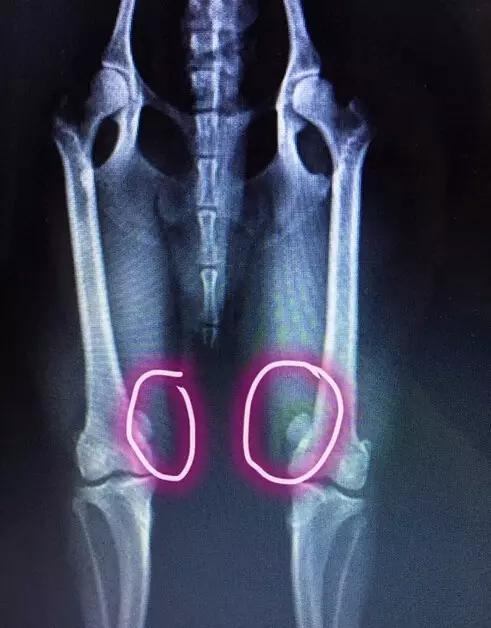 怎么教狗持续站立,不要轻易去教狗站立