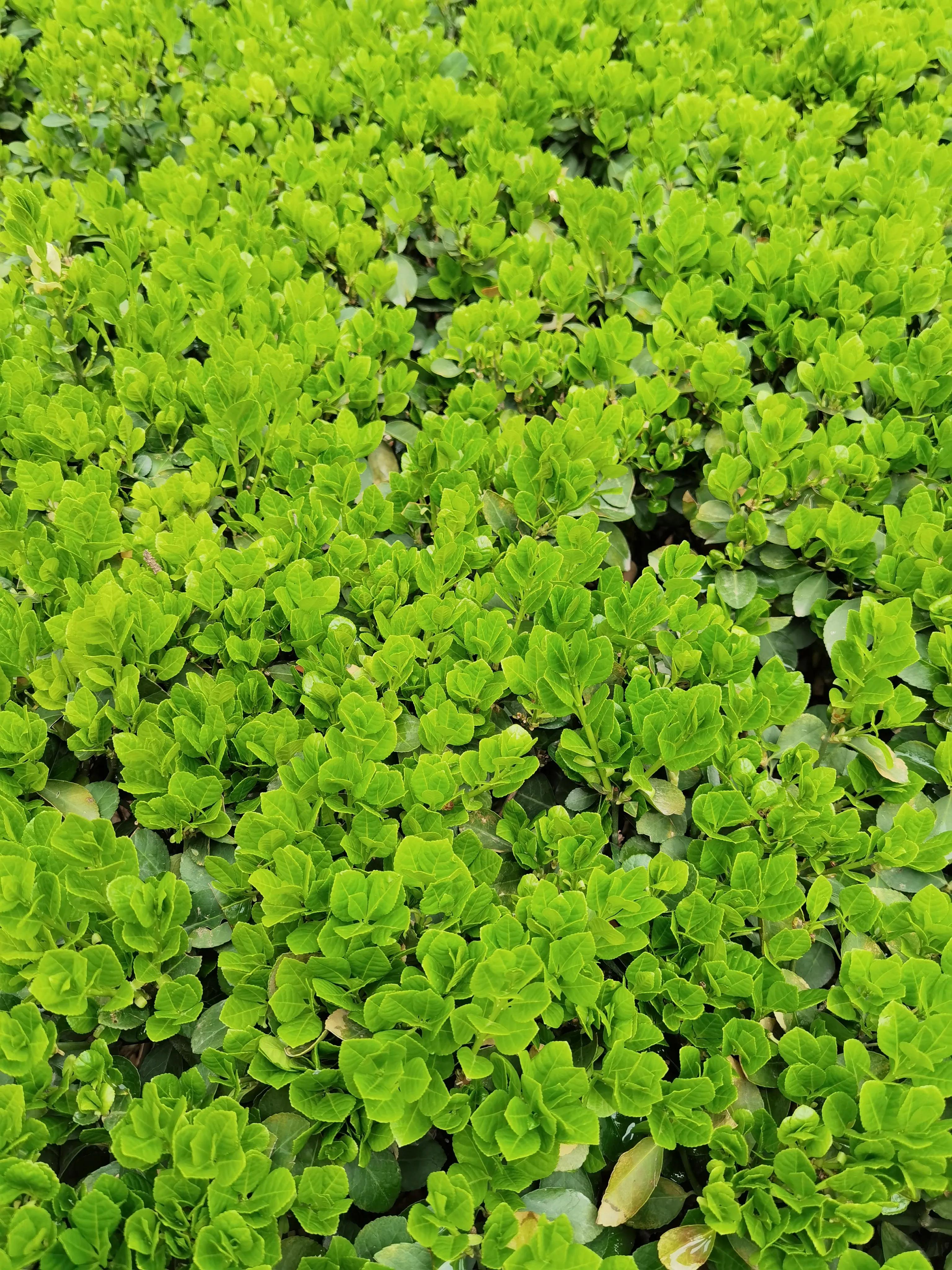 科二倒车入库的详细步骤及方法,科二倒车入库最笨方法常识