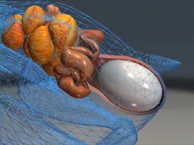 超生动|家禽生殖系统结构和禽蛋形成过程