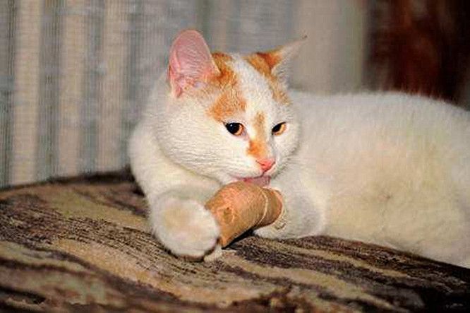 猫咪受伤的症状和治疗,猫咪受伤了一直在舔毛怎么办