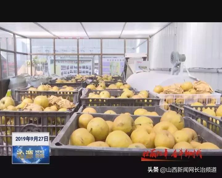 「绿色沁源」交口乡长征村：晚秋黄梨种植开启“黄金之路”