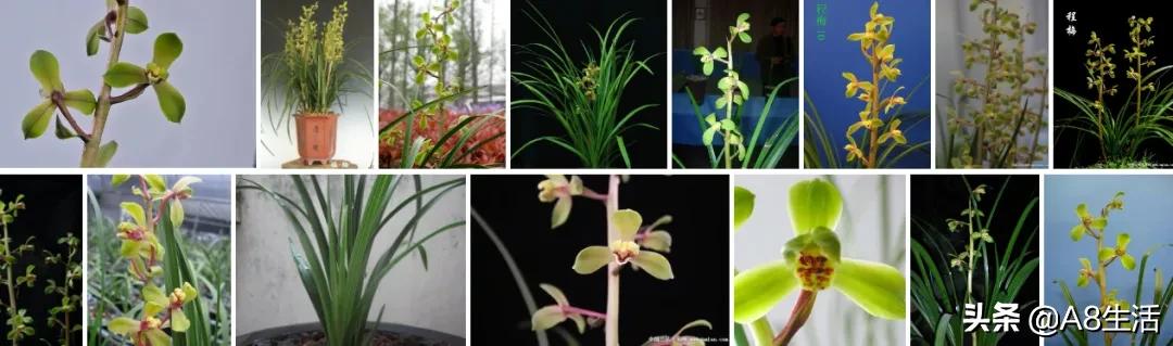 汪字兰花历史,汪姓文化传承