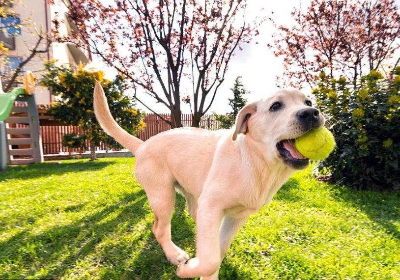 世界十大最凶残的狗牛头梗,狗界中最通人性的6种狗