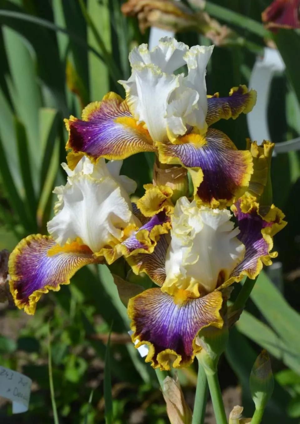 这些爱喝水的花，养护时要拼命灌水，可以枝繁叶茂