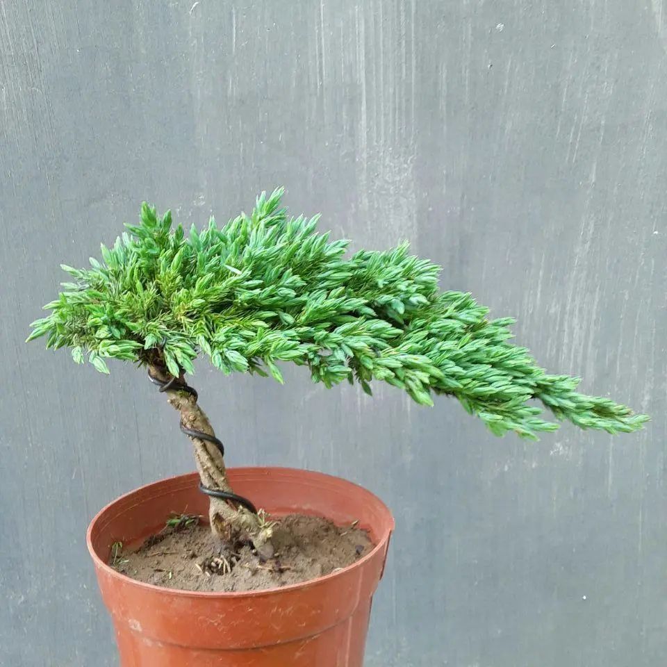 盆景地柏叶片怎么造型,造型盆景怎么养护