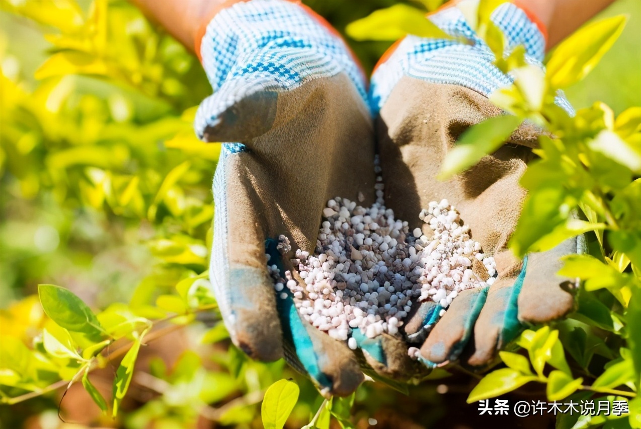 月季长得细开花少怎么办,月季叶子稀疏怎么办
