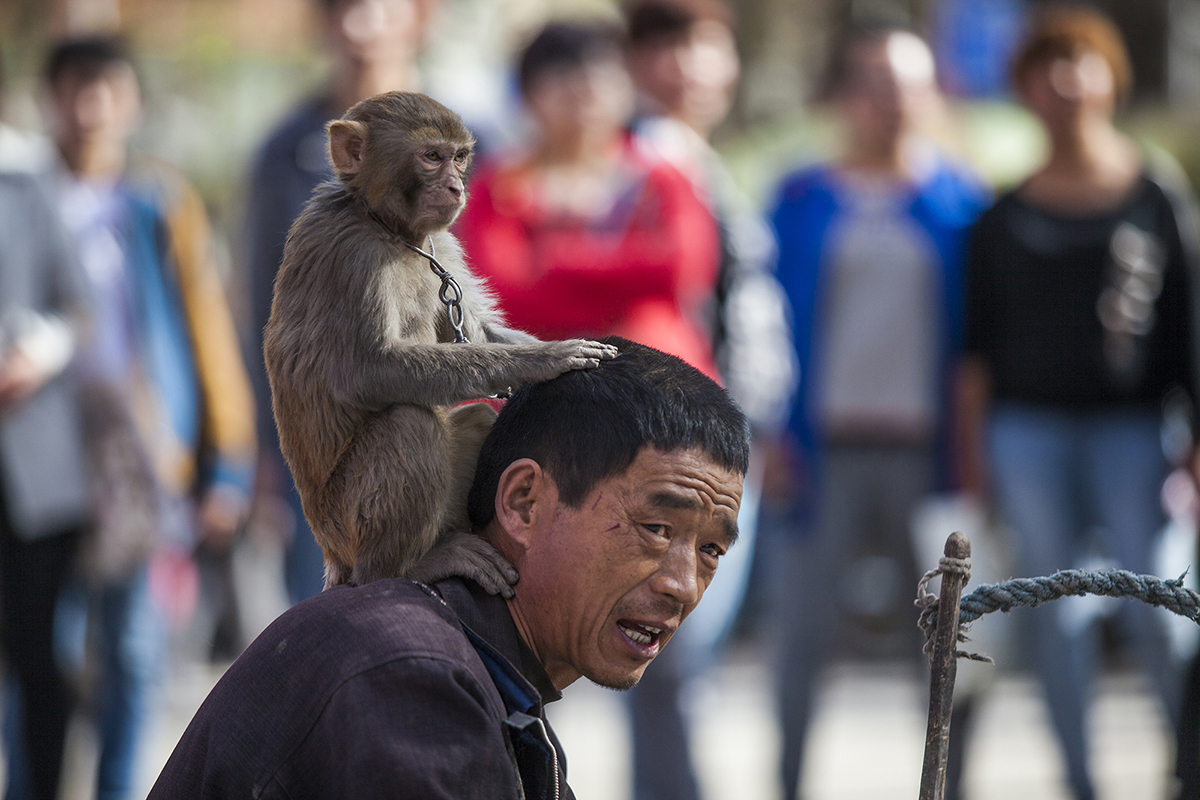 兰州耍猴人,甘肃兰州的耍猴艺人