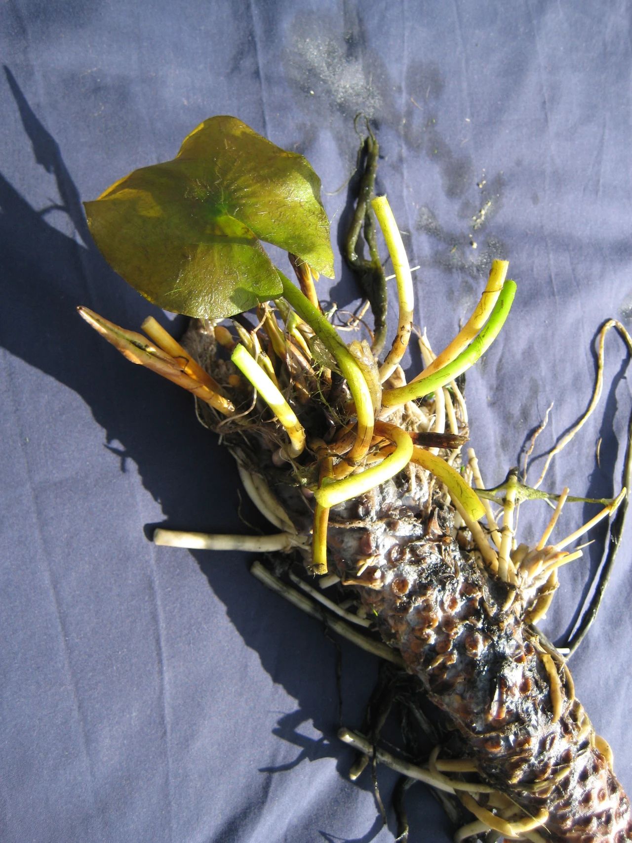 睡莲养在水缸里长虫了怎么办,睡莲长虫但是水里有鱼怎么办