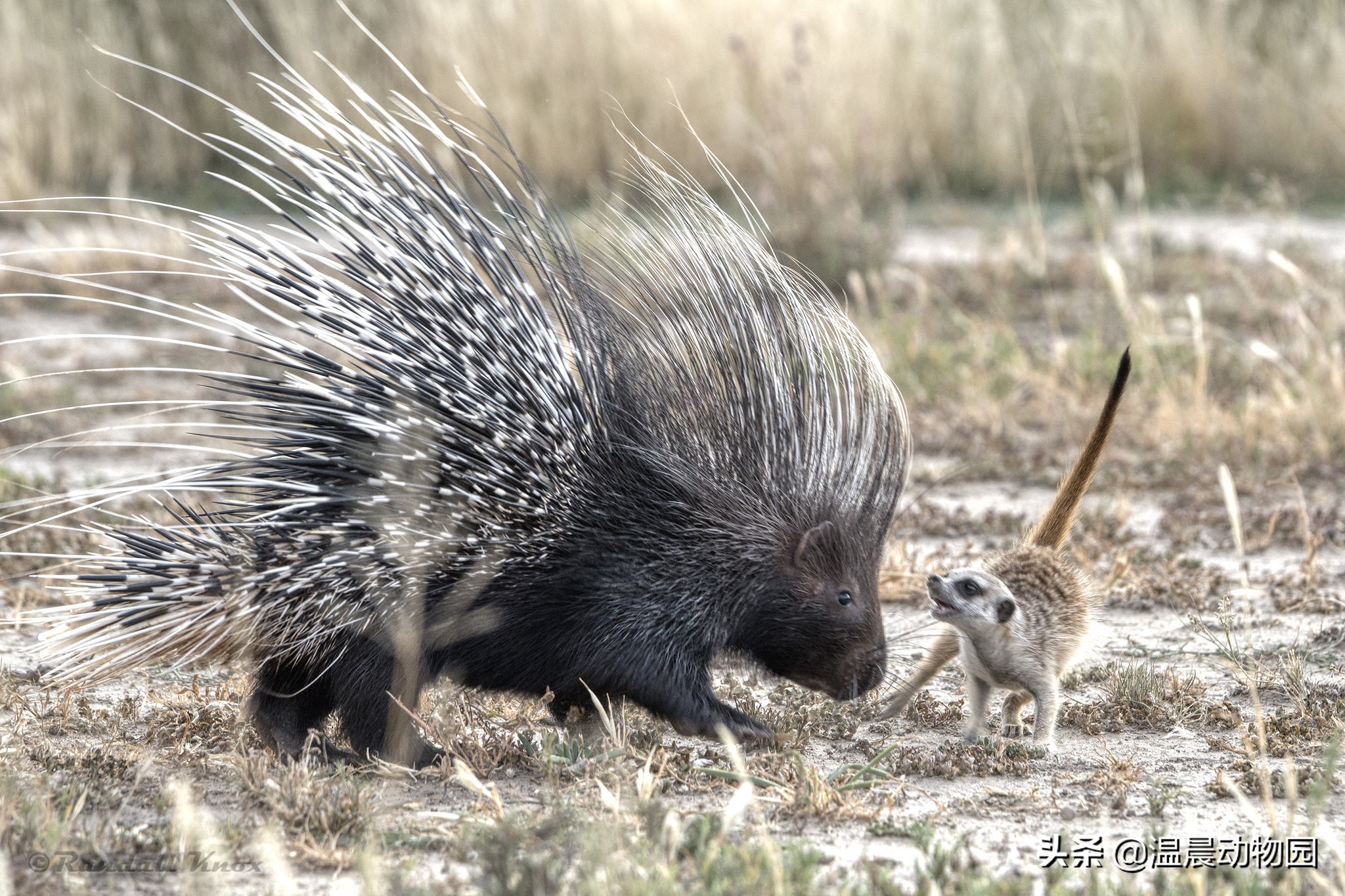 辟谣：非洲“平头哥”所向披靡？不，遇到这种动物一样要退避三舍