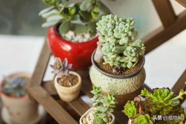 假期出门好几天怎么给花浇水,出远门植物浇水小妙招