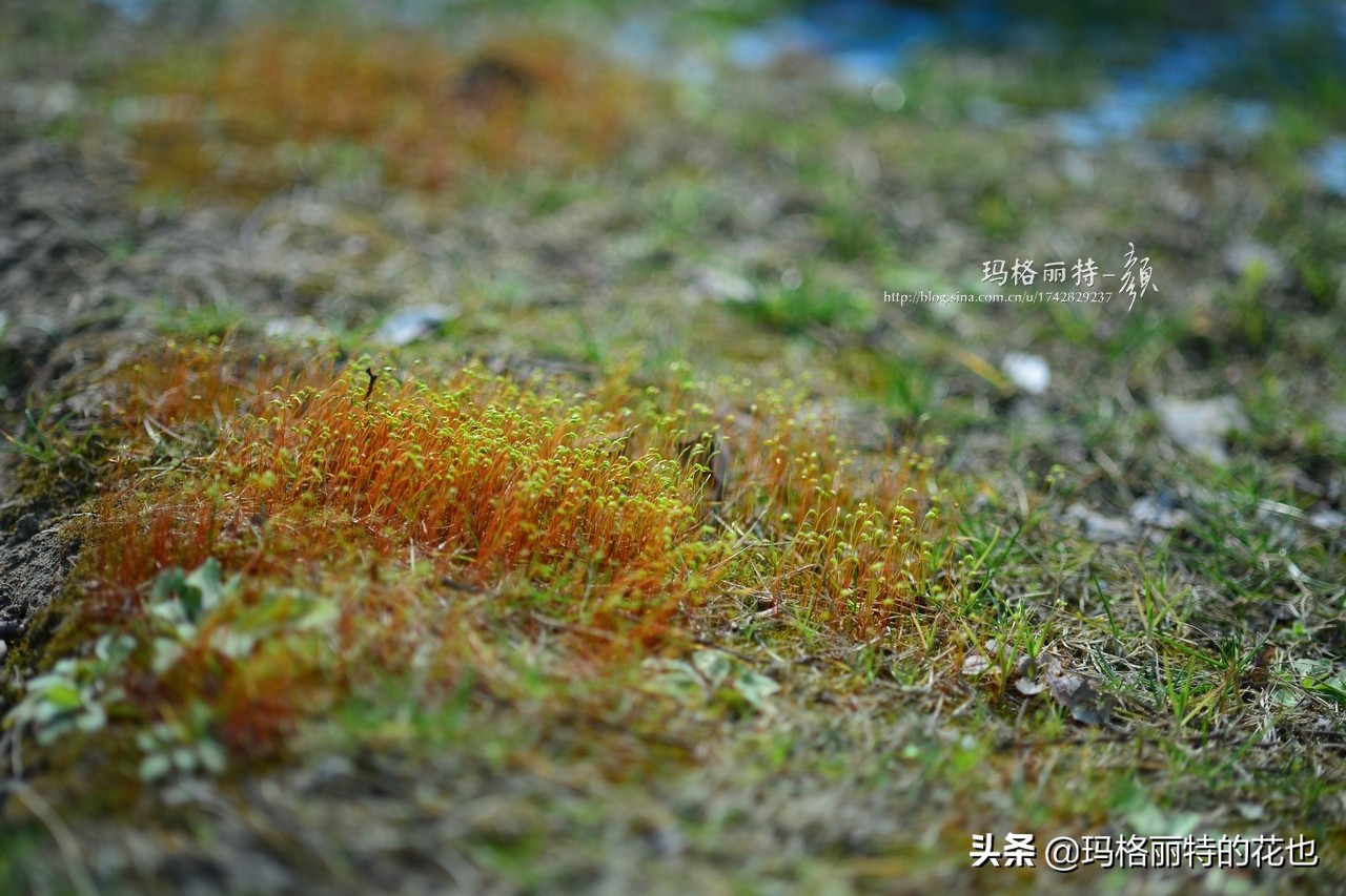 种植苔藓养护方法,苔藓怎么养护才能长得好