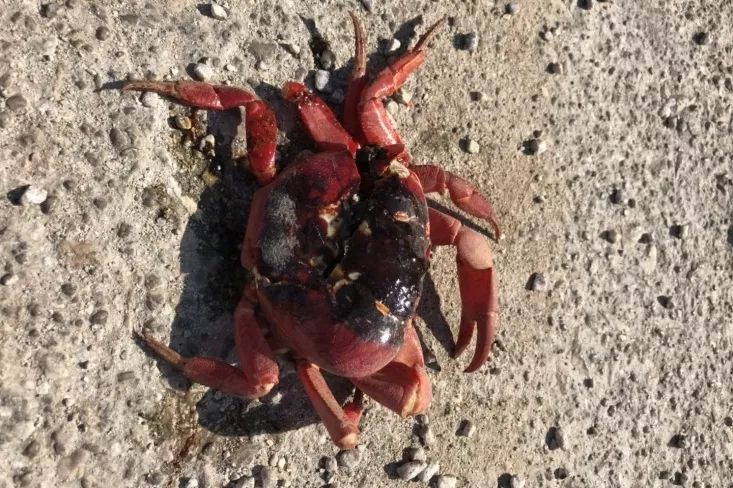 听说过网红猫岛、猪岛，见识过真正硬核的“蟹岛”吗？