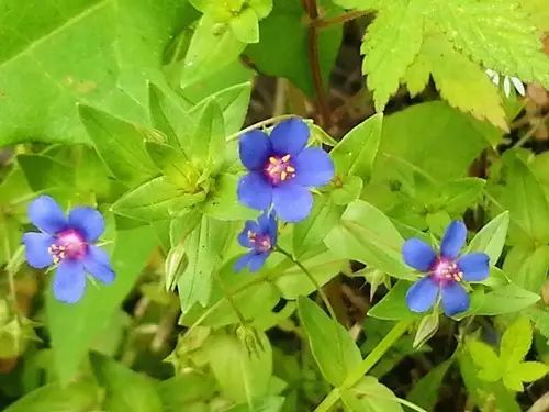 那些常见却叫不上名字的野花野草,常见的野花野草却是农家之宝