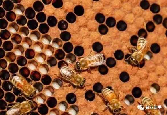 蜜蜂养殖技术一亩能赚多少钱,靠谱的蜜蜂养殖技术指导