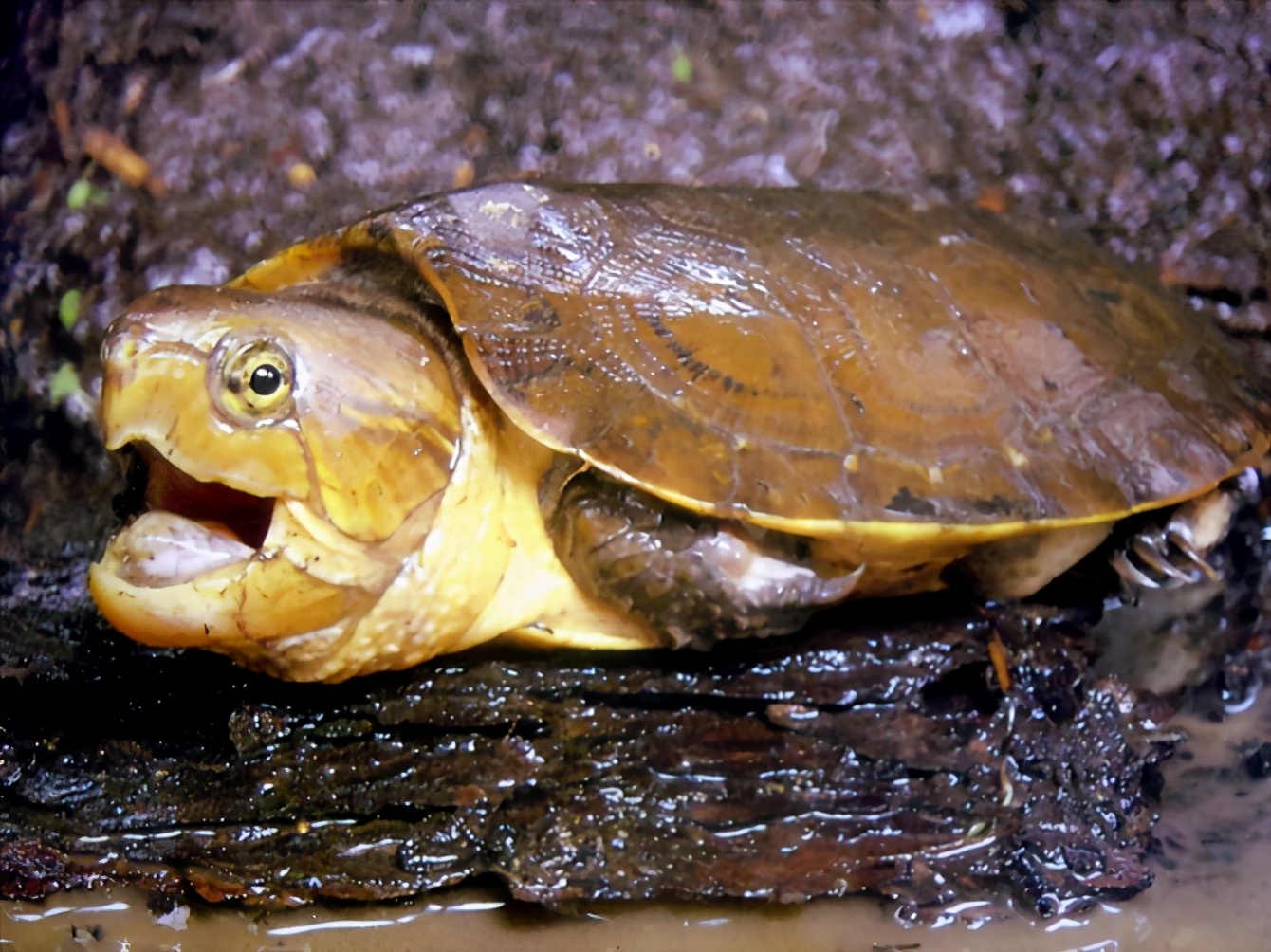 龟类纪录片,龟类图片