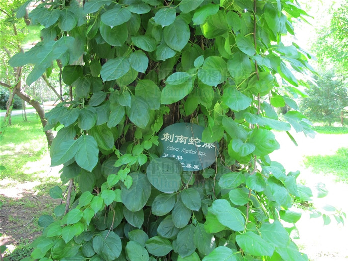 刺苞南蛇藤果介绍,南蛇藤能治毒蛇咬伤吗