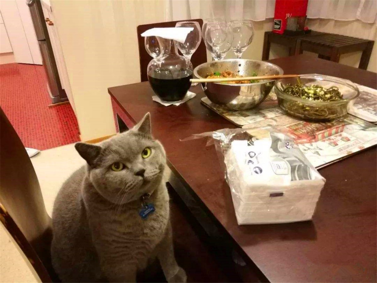 猫咪喂食中的冷知识，原来大蒜不能驱虫，海鲜也需挑选后喂猫