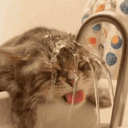 猫咪肠胃炎好了后食欲不好,猫咪肠胃炎引起的高热怎么治