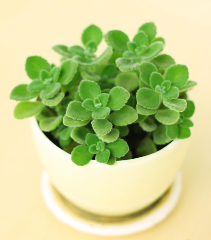 人养花花,人养花花养人哪些花养人