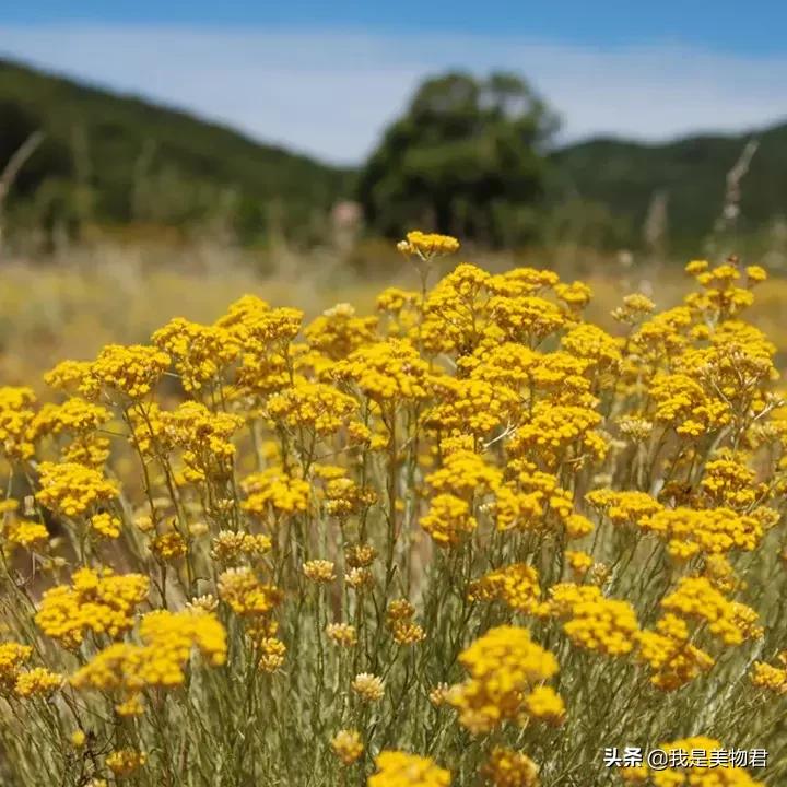 高效保湿纯露,补水效果最好的纯露