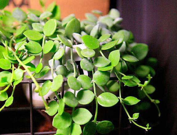 怎么制作营养土简单快速,怎样制作超有营养的营养土