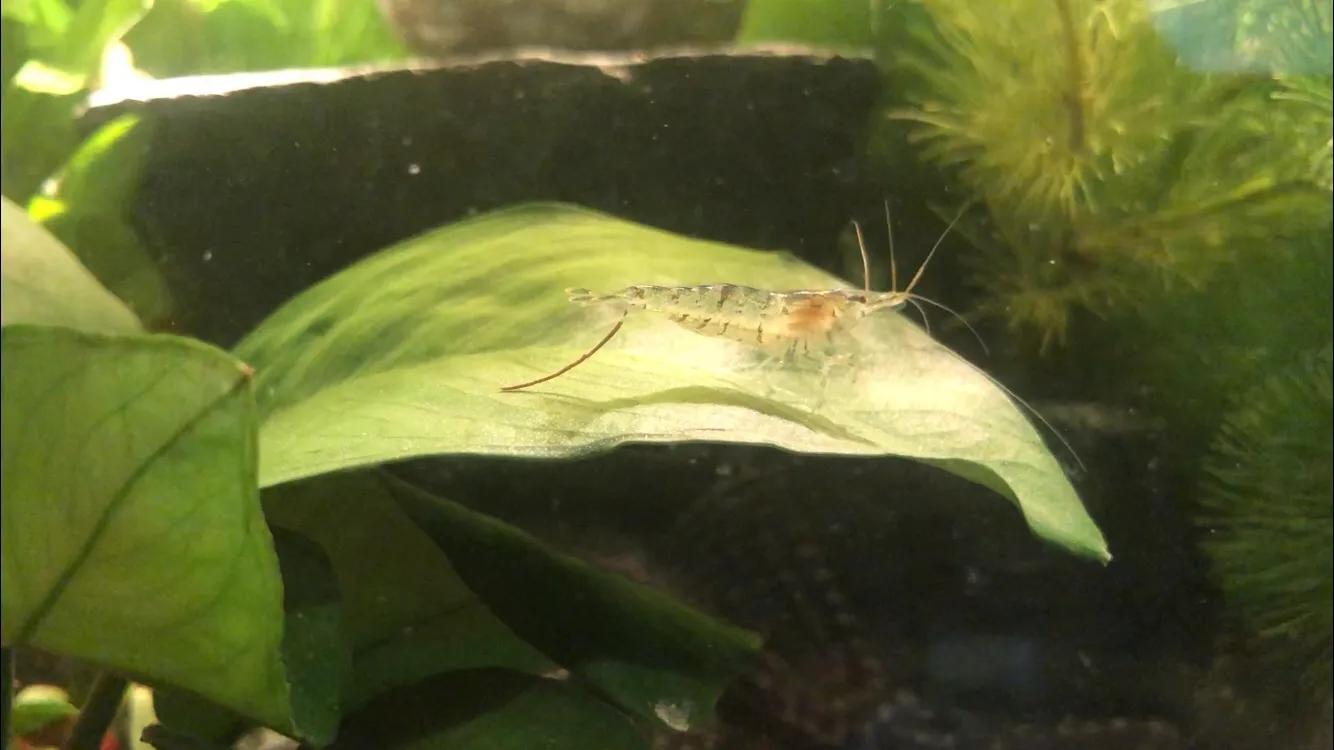 生态鱼缸放什么虾,虾对龙鱼好不好消化