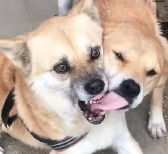 你家狗子是怎样迎接你回家过年的,你家狗子是怎么护食的