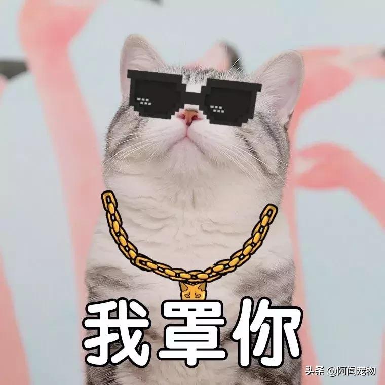 养宠物的哪个瞬间让你最崩溃,养宠物的24个扎心日常