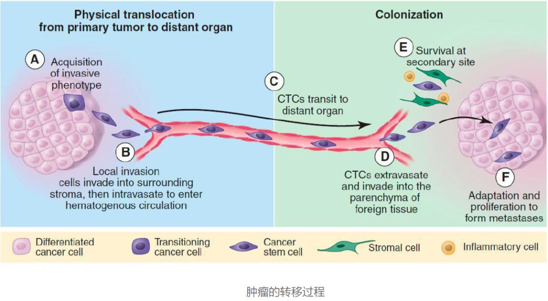 肿瘤早期筛查体检ppt,ctc发现2个循环肿瘤细胞