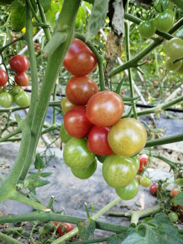 偶遇乡村田园生活视频,偶遇田园生活韩剧演员