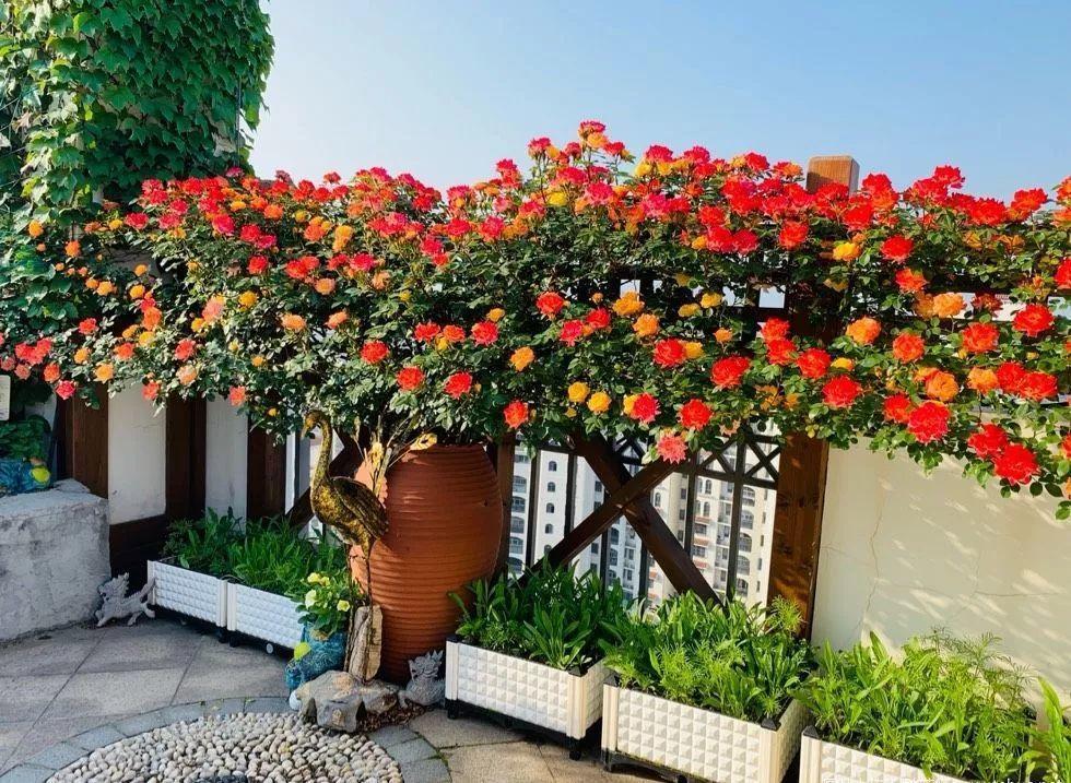 李子柒的院子都种的啥,李子柒推荐的三种花