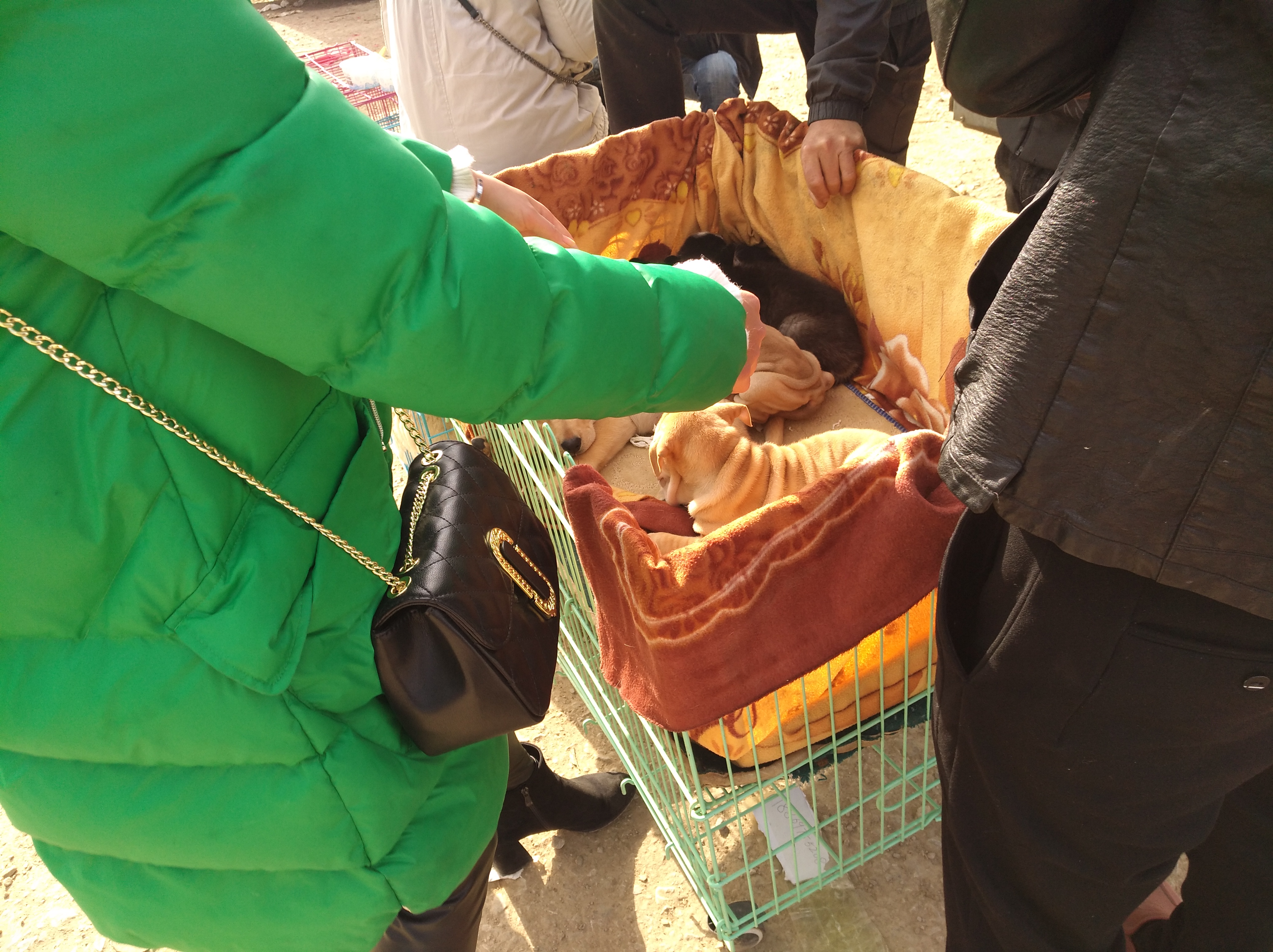 广东本土沙皮狗幼犬出售,沙皮狗幼犬出售同城