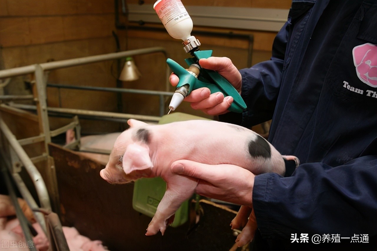 养猪10年的感悟,养猪经验分享视频