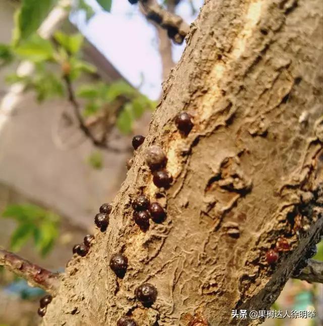 根除朝鲜球坚蜡蚧,朝鲜球坚蚧的人工和生物防治