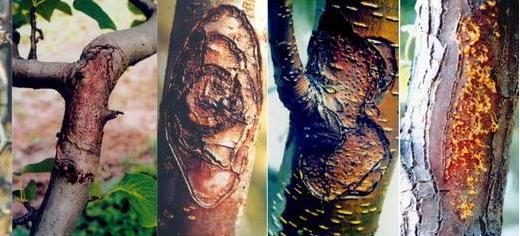 梨树腐烂病打啥农药,梨树腐烂病菌是什么