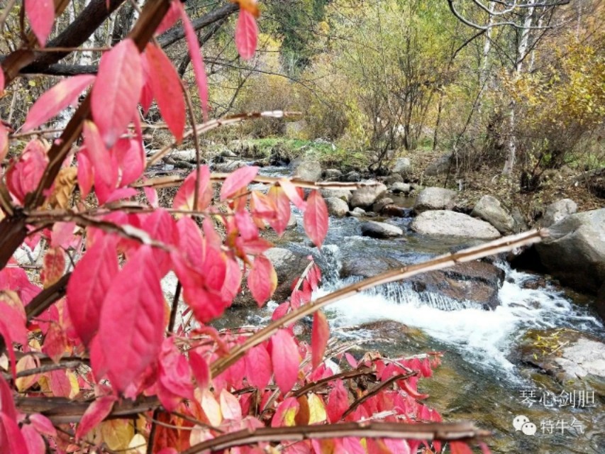 琴心劍胆诗词‖秋韵之橡树——赤峰宁城黑里河道须沟之一