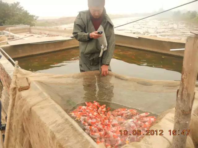 湖南最好的锦鲤养殖基地,湘潭锦鲤养殖