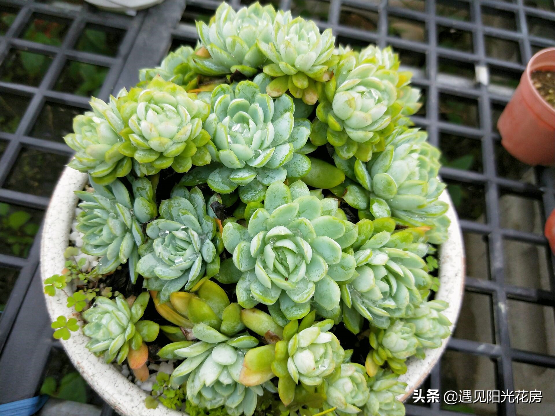 多肉冰莓,超大多肉冰莓