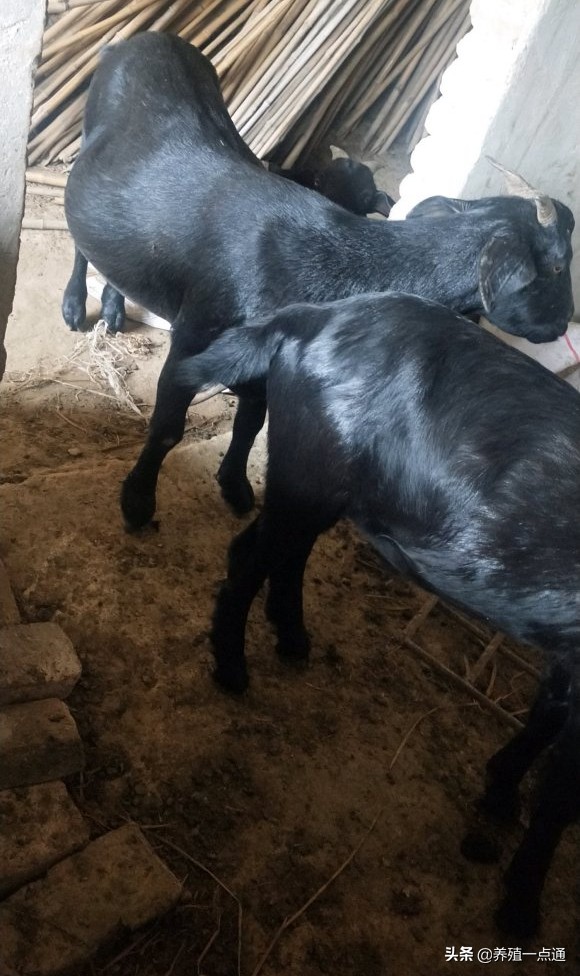 90后养羊专业户,最赚钱的养羊模式